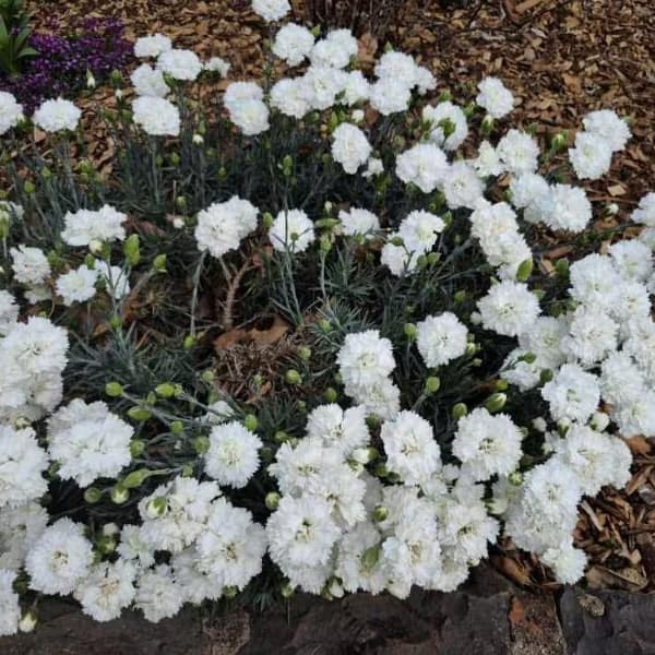 Dianthus Flower jigsaw puzzle preview